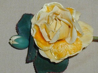 Yellow Rose