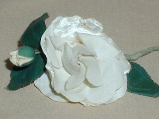 White Rose